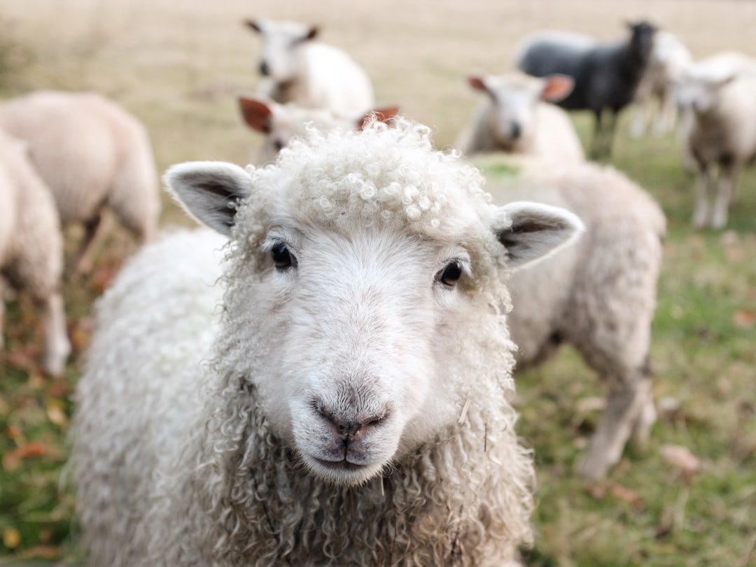 découvrez l'importance de la protection des animaux à travers des initiatives, des lois et des actions visant à préserver leur bien-être et leur habitat. rejoignez le mouvement en faveur d'une coexistence harmonieuse entre l'homme et les animaux.