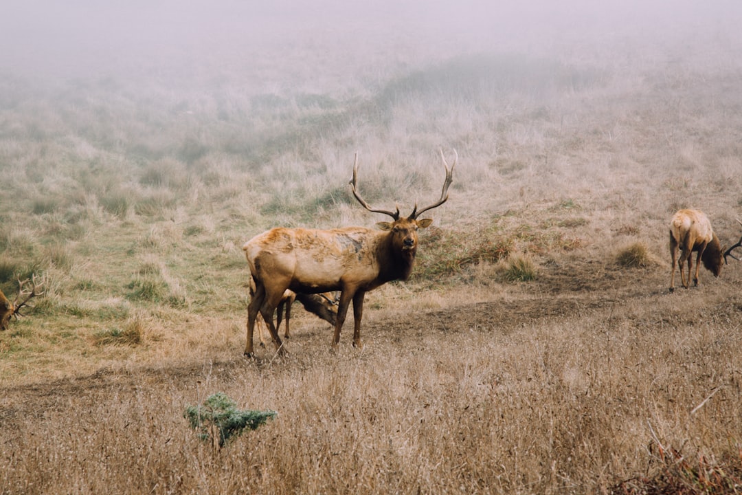 découvrez les initiatives et les actions en faveur de la protection des animaux. informez-vous sur les droits des animaux, les refuges, et comment vous pouvez contribuer à leur bien-être.