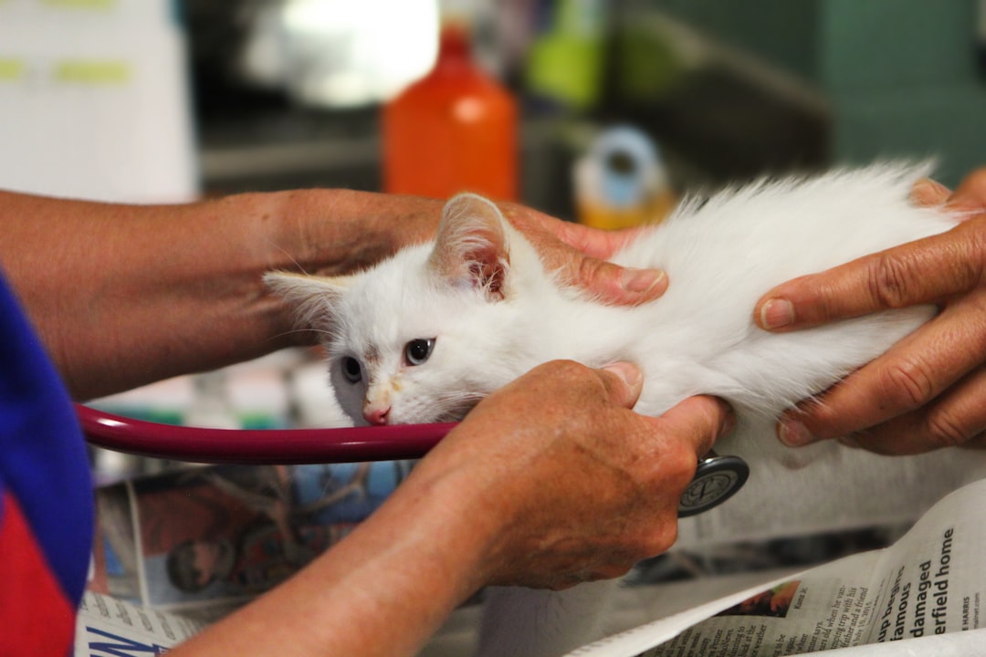 découvrez un vétérinaire de confiance, dédié à la santé et au bien-être de vos animaux. bénéficiez de soins vétérinaires de qualité, d'une écoute attentive et d'une approche personnalisée pour vos compagnons à quatre pattes.