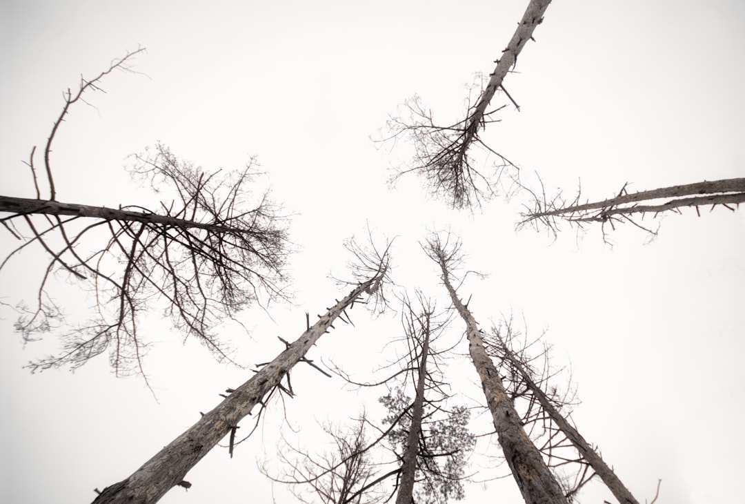 découvrez les enjeux de la déforestation, ses causes et conséquences sur l'environnement, la biodiversité et le climat. engagez-vous pour la préservation des forêts et la protection de notre planète.