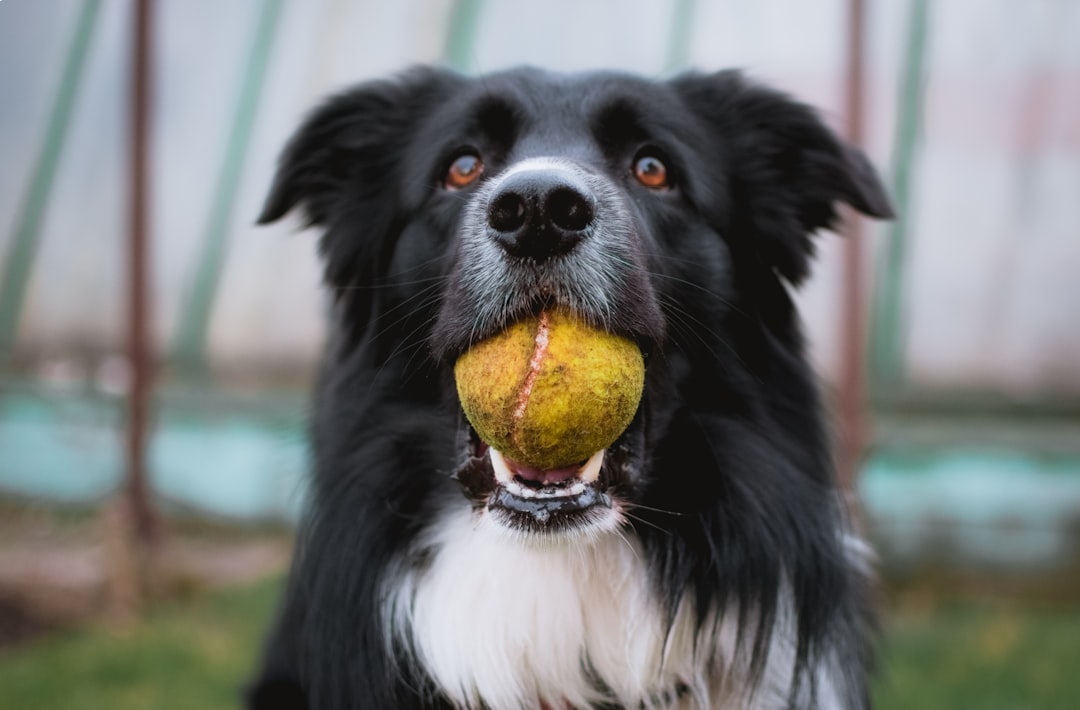 découvrez un monde fascinant de tours de chiens ! apprenez les meilleures techniques pour enseigner à votre compagnon à quatre pattes des tours impressionnants et amusants. que vous soyez débutant ou expert, cet article vous guidera à travers des astuces simples et efficaces pour renforcer le lien avec votre chien tout en développant son agilité et son intelligence.