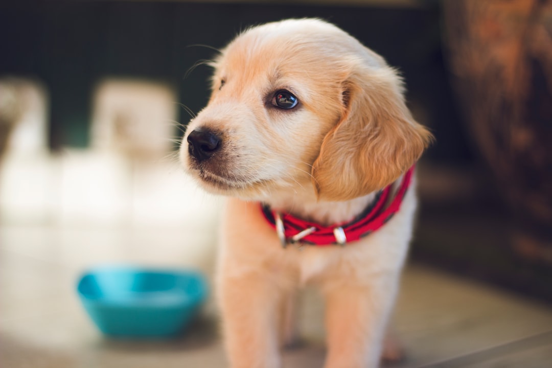 découvrez les erreurs courantes commises par les propriétaires de pets et apprenez à les éviter pour garantir le bien-être et le bonheur de votre compagnon à quatre pattes.