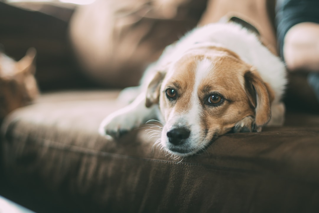 découvrez les erreurs courantes commises par les propriétaires d'animaux de compagnie et apprenez à offrir à votre fidèle compagnon une vie saine et épanouie. évitez les pièges fréquents et améliorez votre relation avec votre animal grâce à nos conseils pratiques.