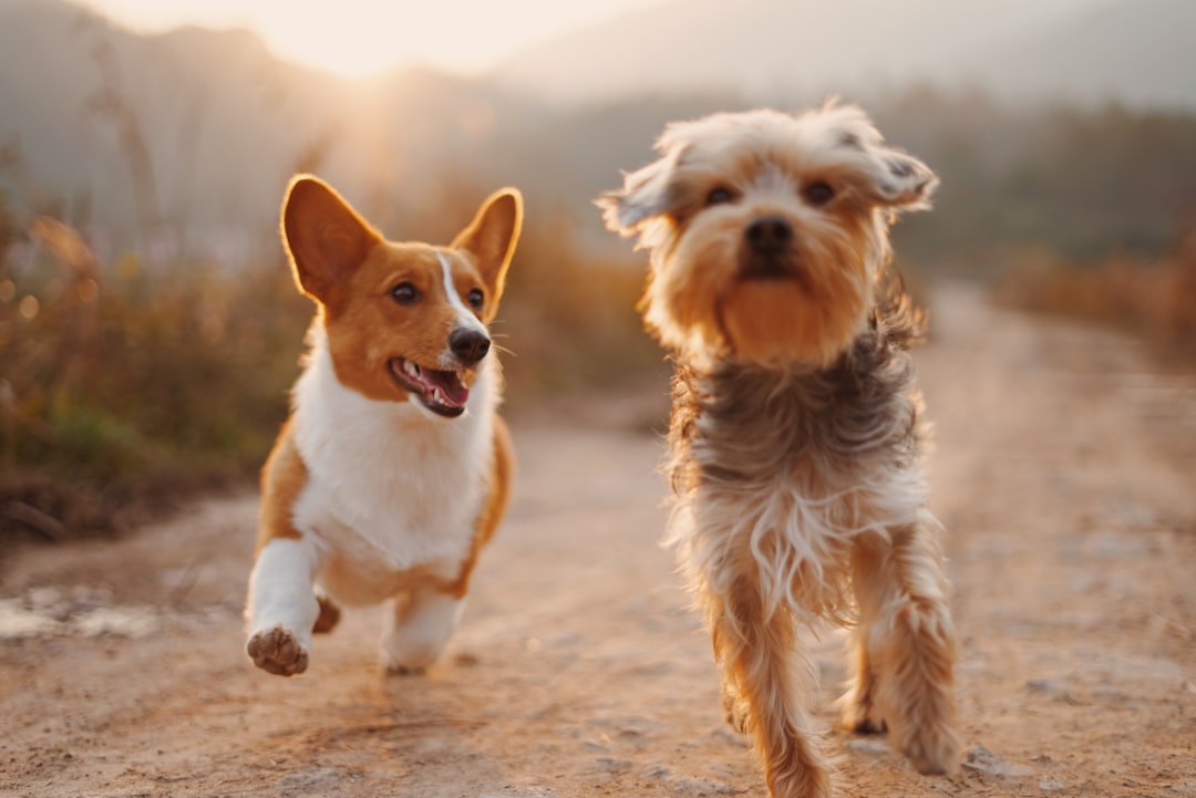 découvrez les erreurs courantes des propriétaires d'animaux et apprenez comment éviter ces faux pas pour assurer le bien-être de votre compagnon à quatre pattes.