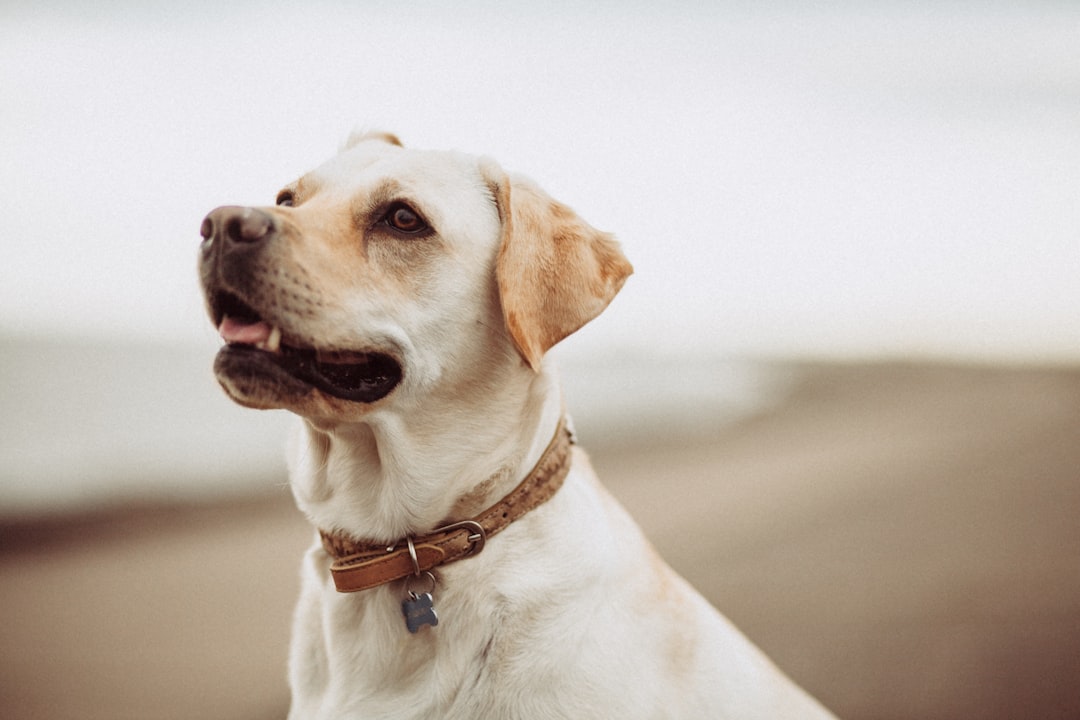 découvrez comment choisir le meilleur compagnon à quatre pattes pour votre foyer. nos conseils pratiques vous aideront à sélectionner un animal de compagnie qui correspond à votre style de vie et à vos besoins. que ce soit un chien, un chat ou un autre animal, trouvez le partenaire idéal pour des moments inoubliables.