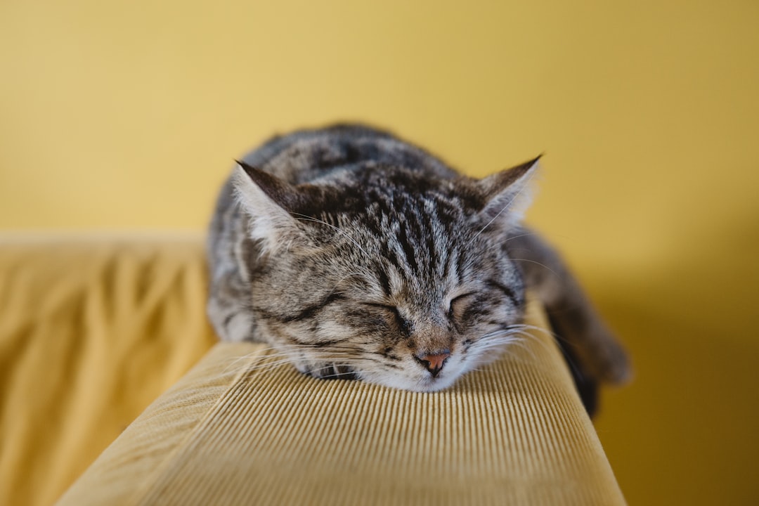 découvrez comment améliorer votre qualité de sommeil grâce à des conseils pratiques, des techniques de relaxation et des habitudes saines. apprenez à mieux dormir pour profiter d'une vie plus énergique et équilibrée.