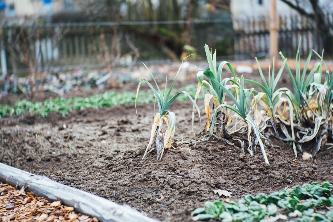 découvrez les principes du jardinage durable, une approche respectueuse de l'environnement qui favorise la biodiversité, optimise les ressources et réduit l'impact écologique tout en créant un espace vert luxuriant et productif.