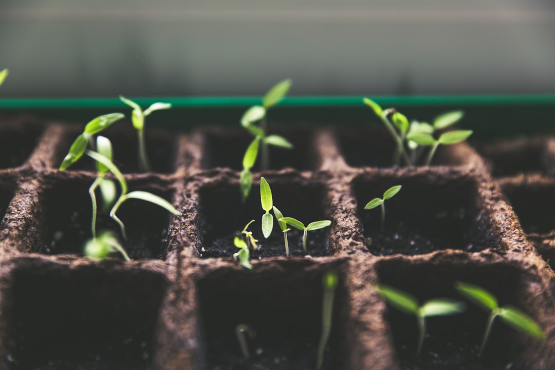 découvrez les principes du jardinage durable pour cultiver des plantes tout en préservant l'environnement. apprenez des techniques écologiques, l'utilisation de ressources renouvelables, et comment favoriser la biodiversité dans votre jardin.