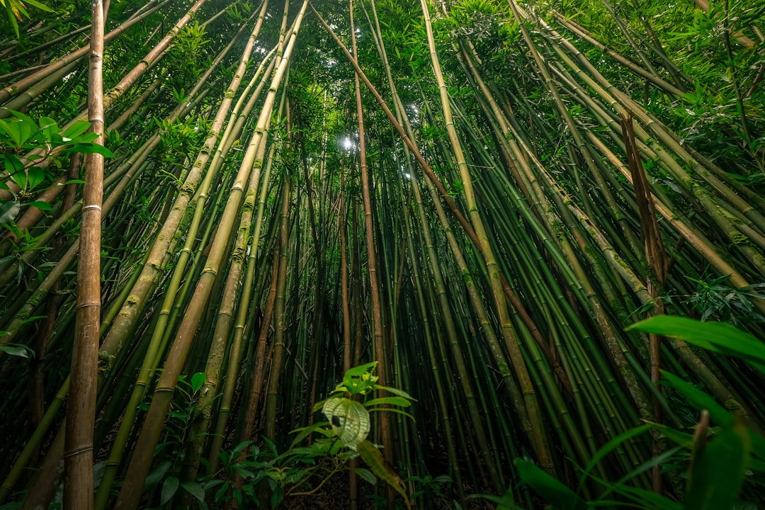 découvrez les matériaux durables qui révolutionnent l'industrie : écologiques, recyclables et respectueux de l'environnement, ils offrent des solutions innovantes pour un avenir plus vert.