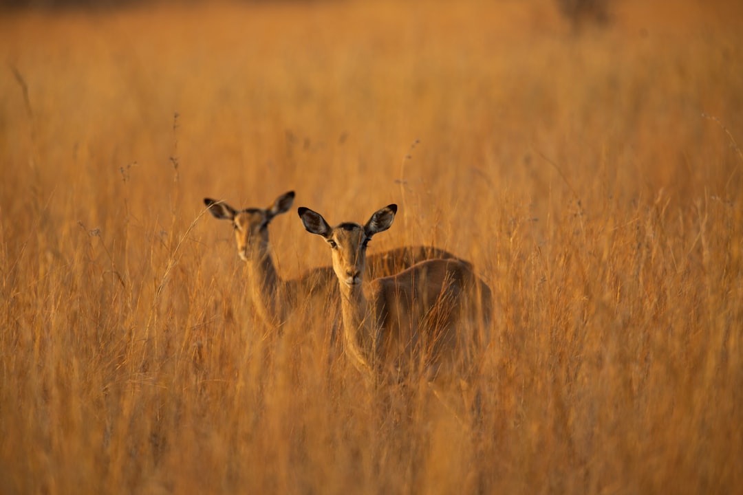 découvrez l'importance de la conservation de la faune dans notre monde moderne. apprenez comment protéger les espèces menacées et préserver leurs habitats naturels pour assurer un équilibre écologique durable.