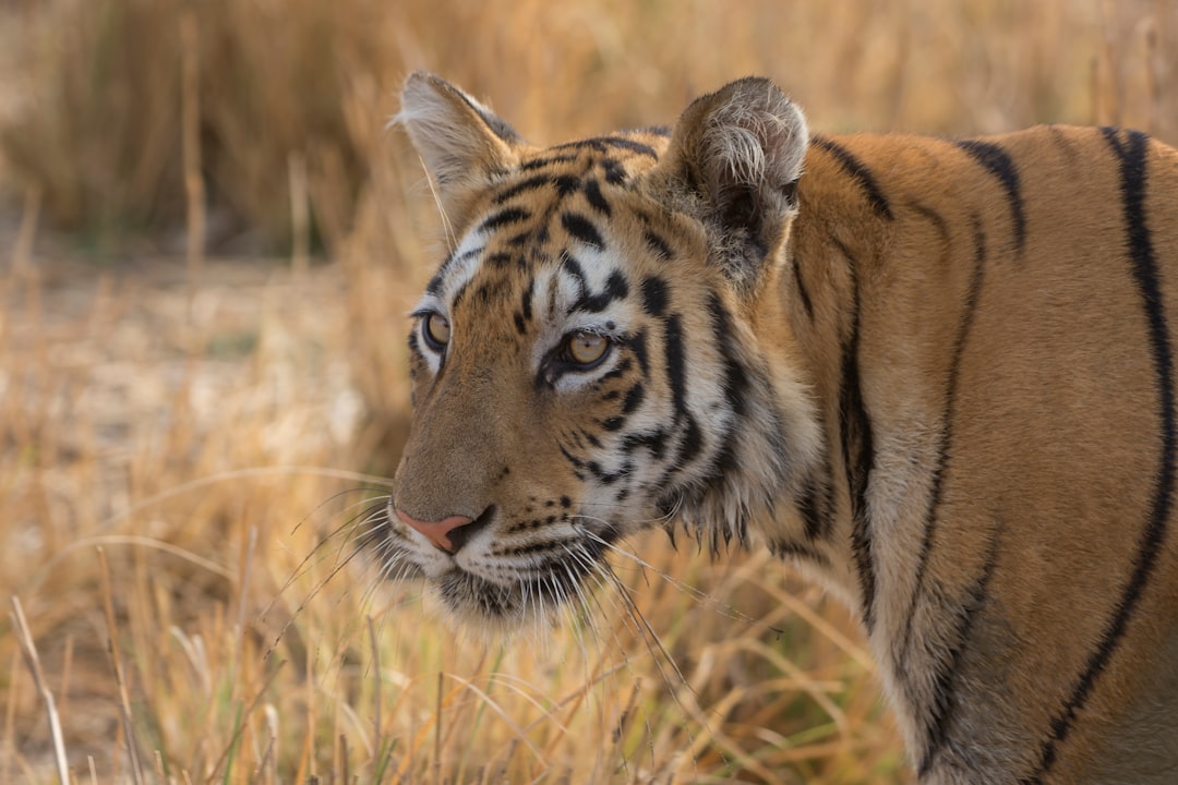 découvrez l'importance de la conservation de la faune pour préserver la biodiversité et les écosystèmes. apprenez comment des actions concrètes peuvent protéger les espèces menacées et assurer un avenir durable pour les générations à venir.