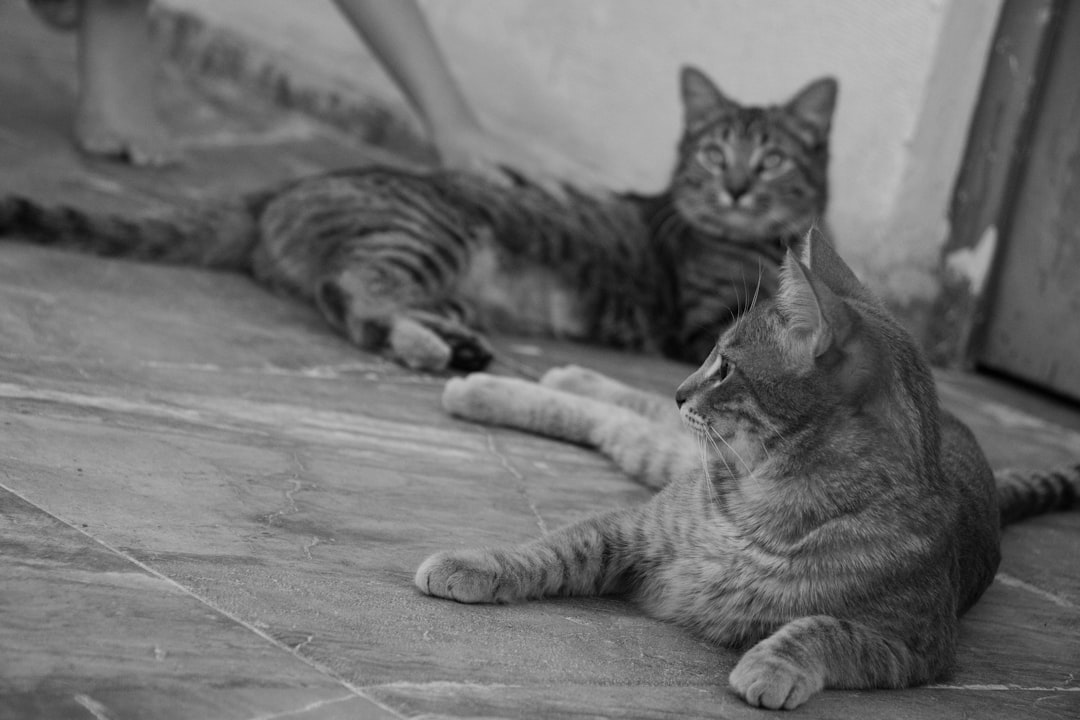 découvrez les différentes races de chats, leurs caractéristiques uniques, leurs besoins et leurs comportements. que vous soyez un amateur de félins ou à la recherche de la race idéale pour votre foyer, notre guide complet vous aidera à mieux comprendre ces adorables compagnons.